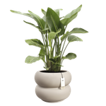 amber roll low 60 greige